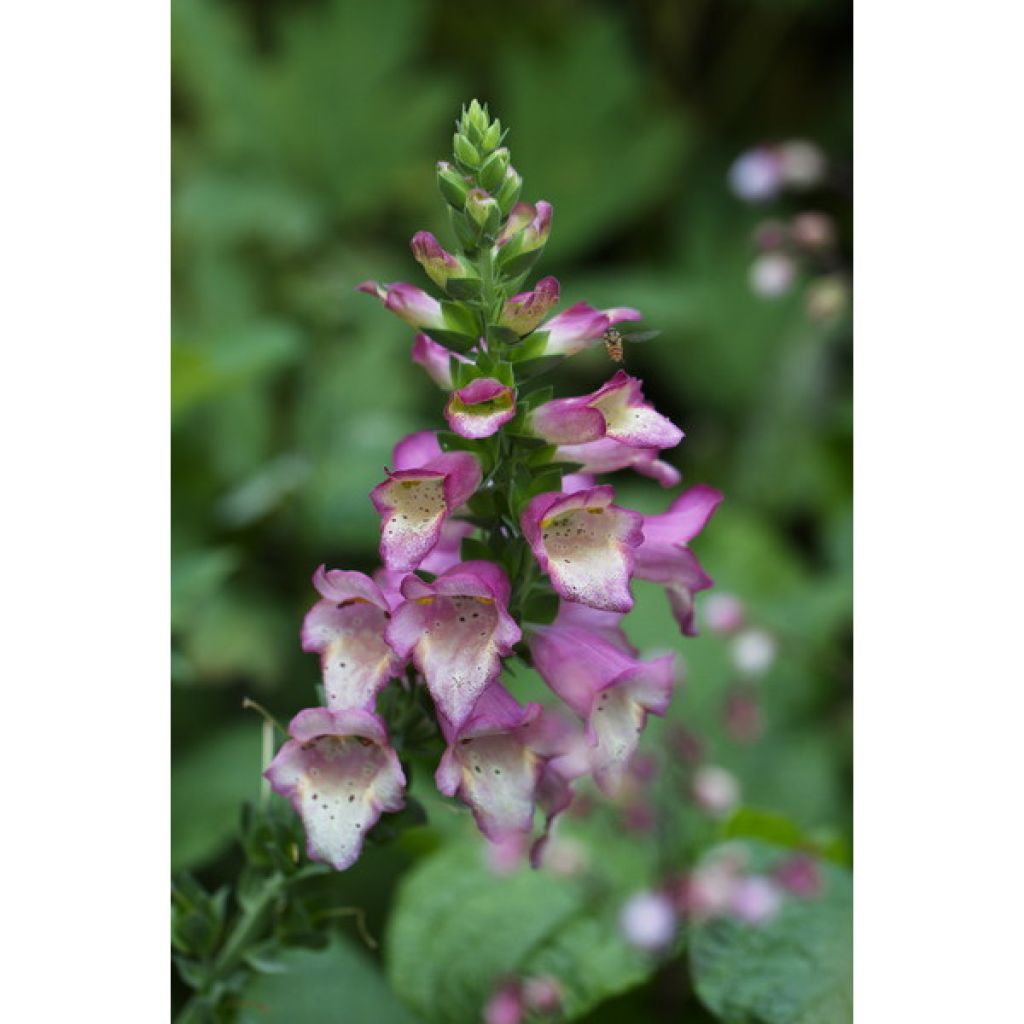  Collection De 3 Digiplexis Illumination - Digitalis Hybrides