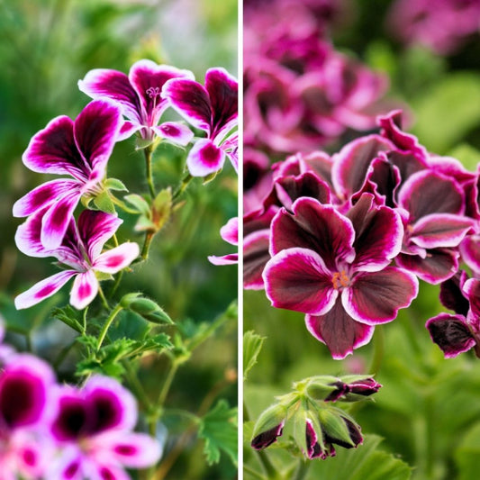  Collection De Géraniums Parfumés Anti-moustiques - Pelargonium Odorant