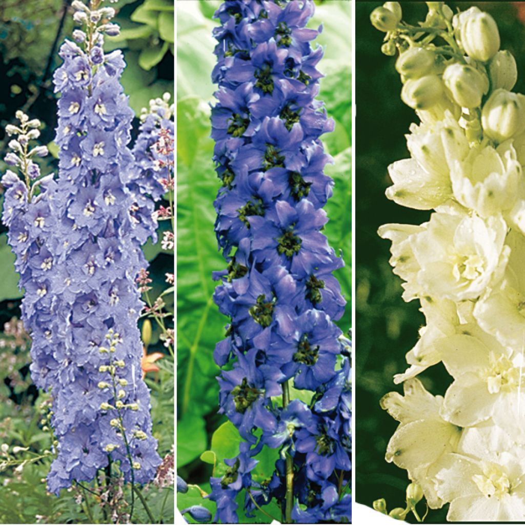  Collection De 6 Delphiniums Pacific