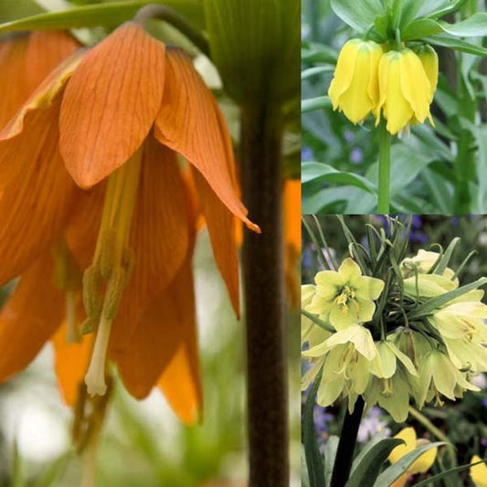  Collection Fritillaires Impériales