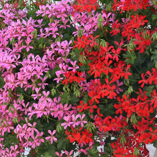  Collection 10 Géraniums Des Balcons Rouge Et Rose