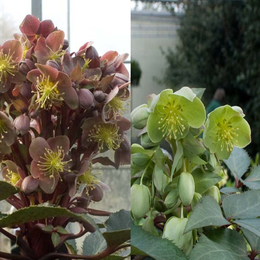  Collection Hellebores Sternii