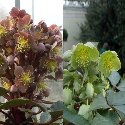  Collection Hellebores Sternii