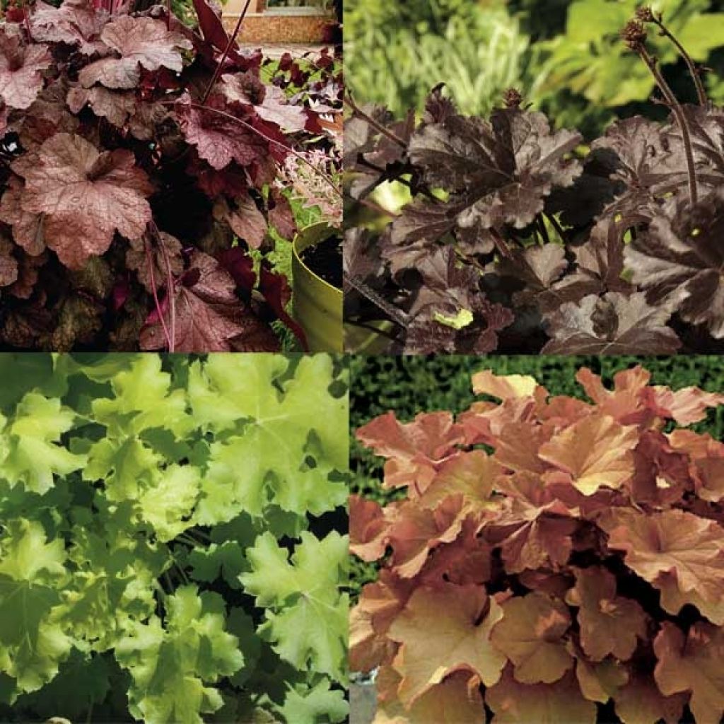 Collection 4 Heucheras