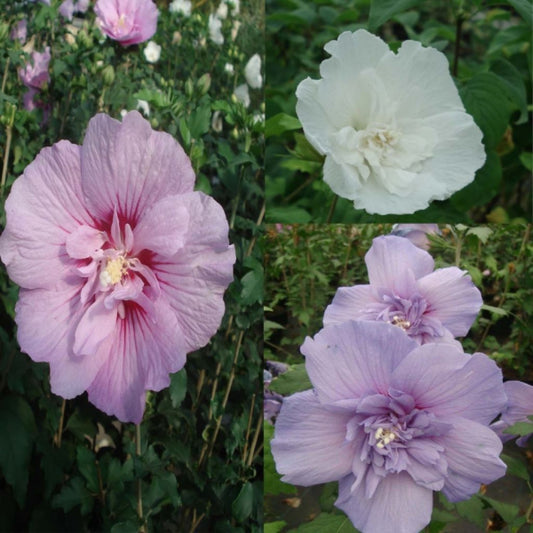  Collection 3 Hibiscus Syriacus à Fleurs Doubles