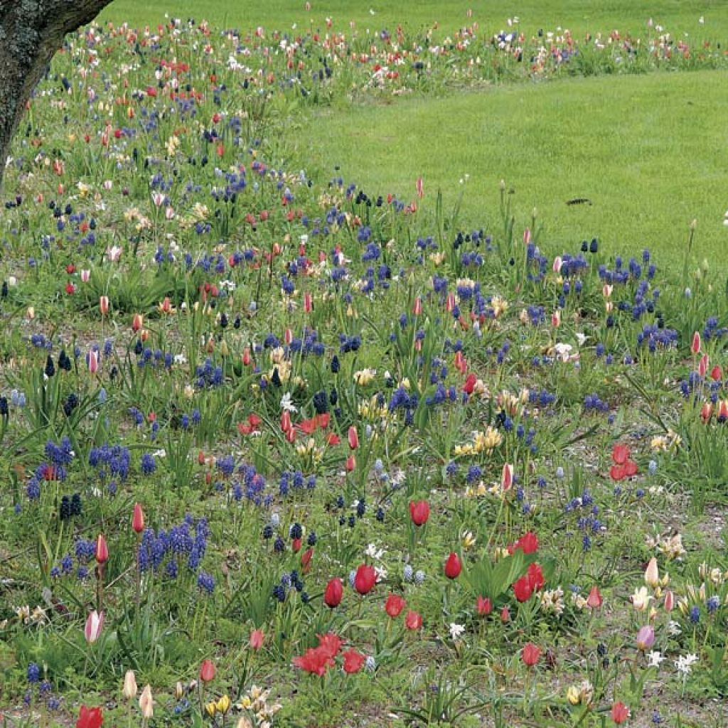  Collection Esprit Jardin En Liberté - 200 Bulbes