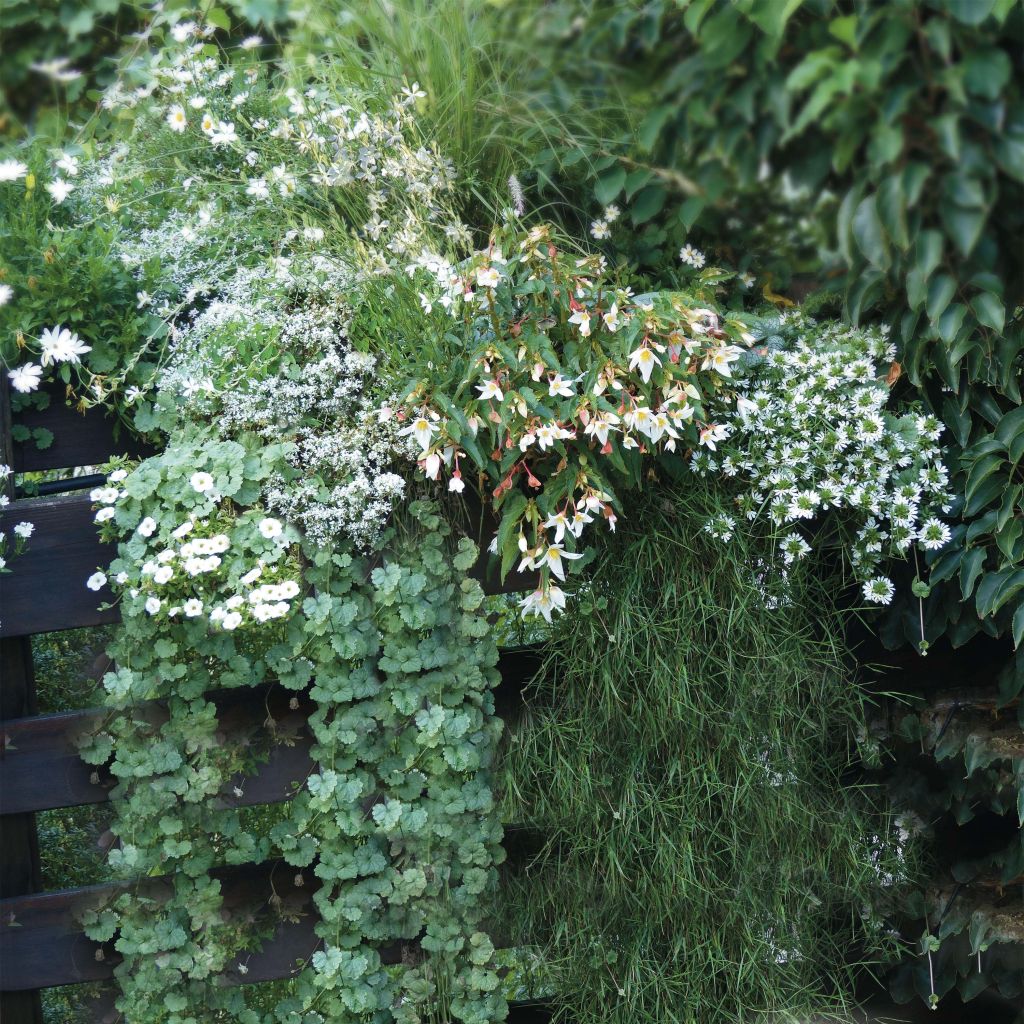 Collection Jardinière Blanche - 7 Variétés D'annuelles