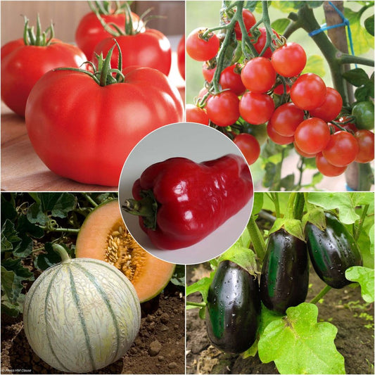  Collection Légumes D'été, 5 Plants Potagers GREFFES