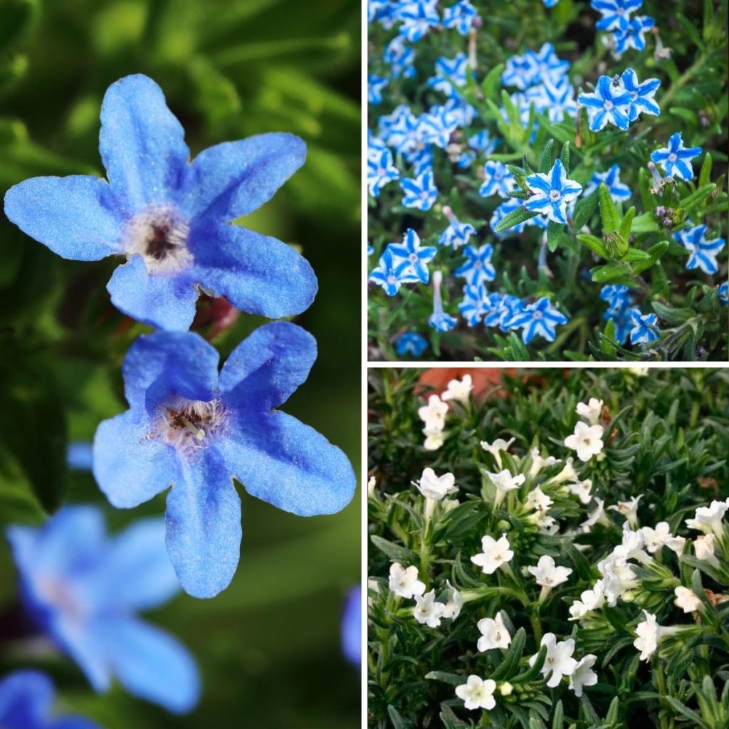  Collection Lithodoras Blanc Bleu