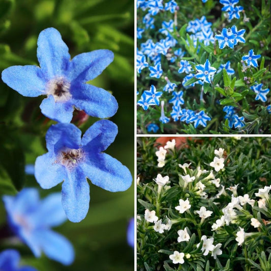  Collection Lithodoras Blanc Bleu