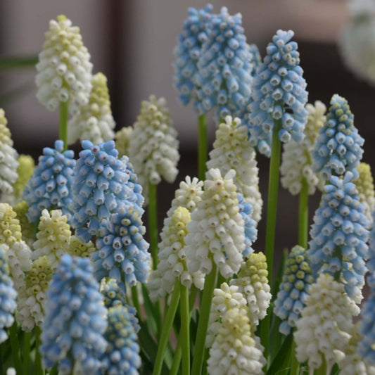  Collection Muscari Magic