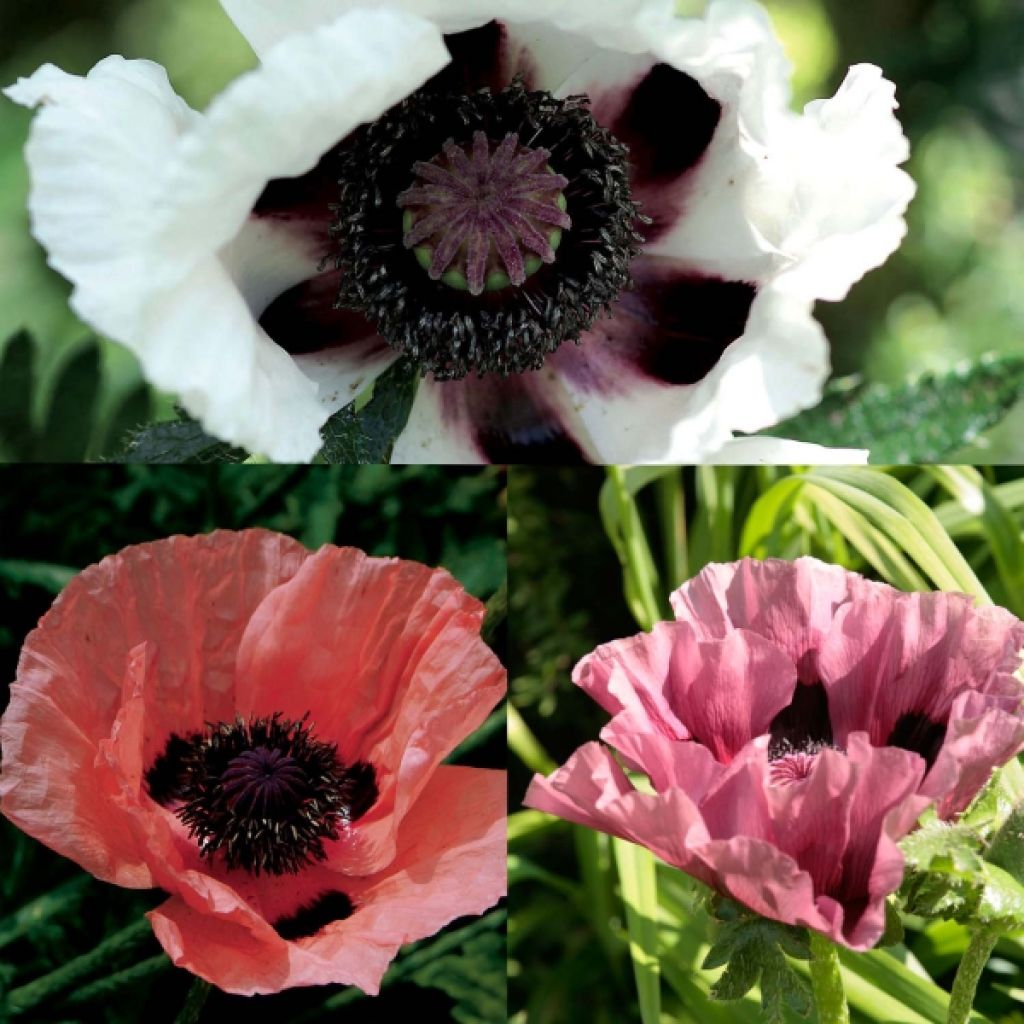  Collection 3 Pavots D'Orient Victoria Louise, Perry's White, Patty's Plum