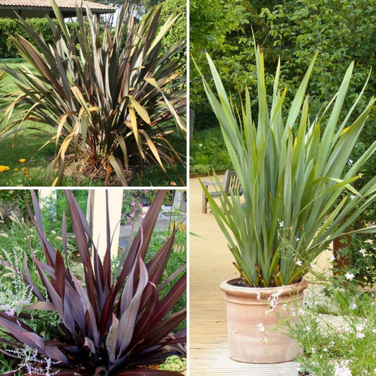  Collection Phormiums Pour Massif Exotique