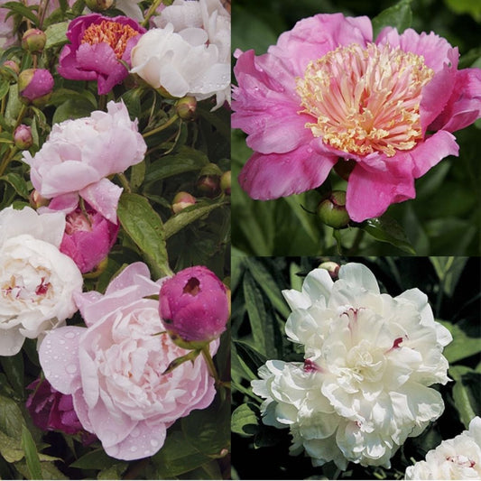  Collection 3 Pivoines Romantiques