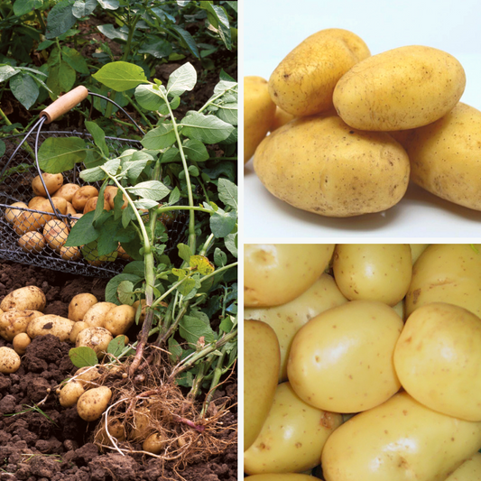  Collection Pomme De Terre BIO