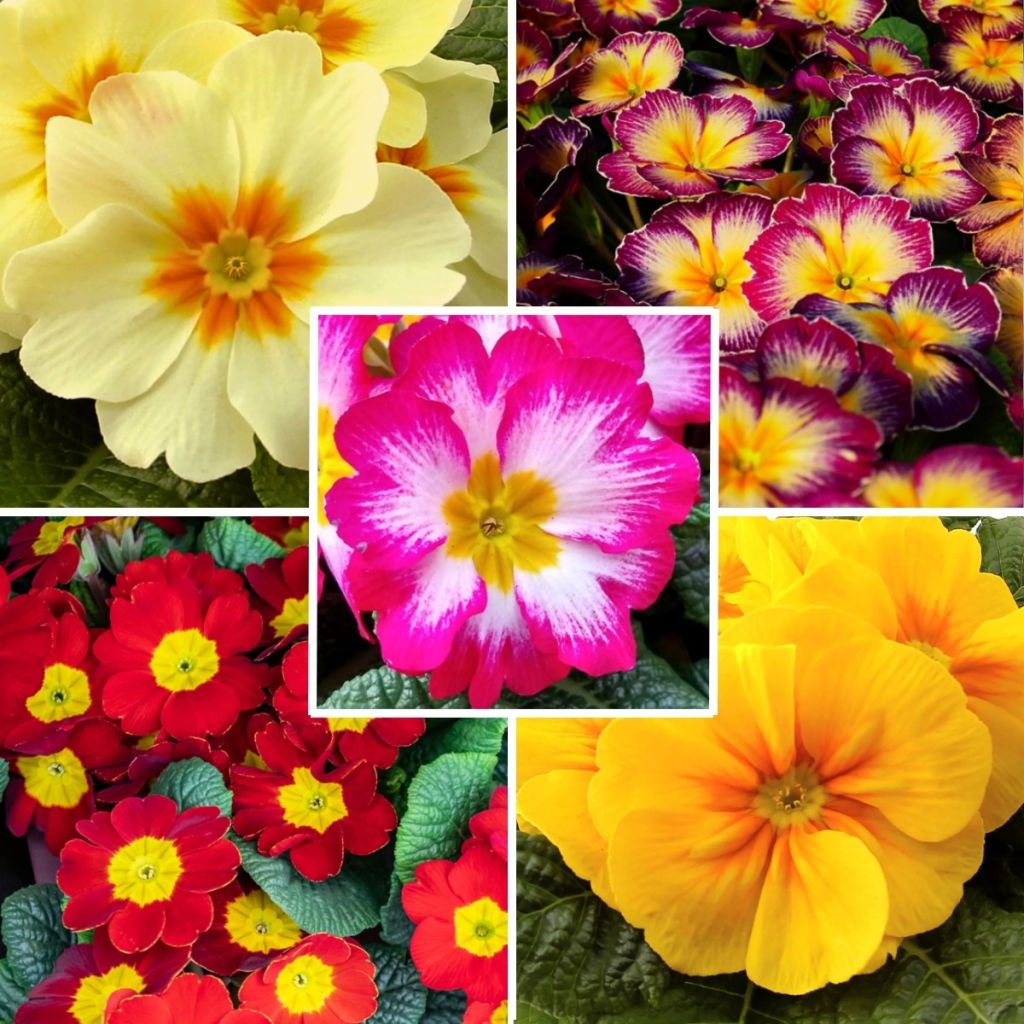  Collection Primevères Hybrides à Petit Prix