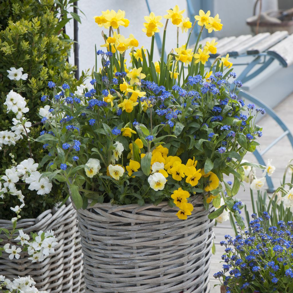  Collection Printemps Bleu Et Jaune