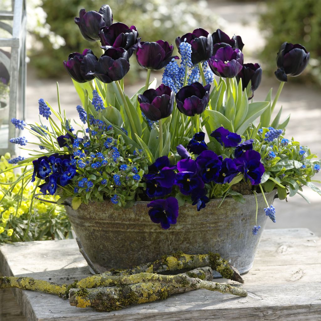  Collection Printemps Bleu Nuit