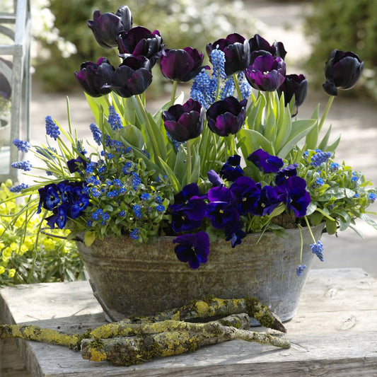  Collection Printemps Bleu Nuit