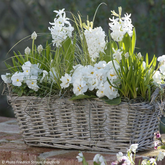  Collection Printemps Parfumé - Jardinière Blanche