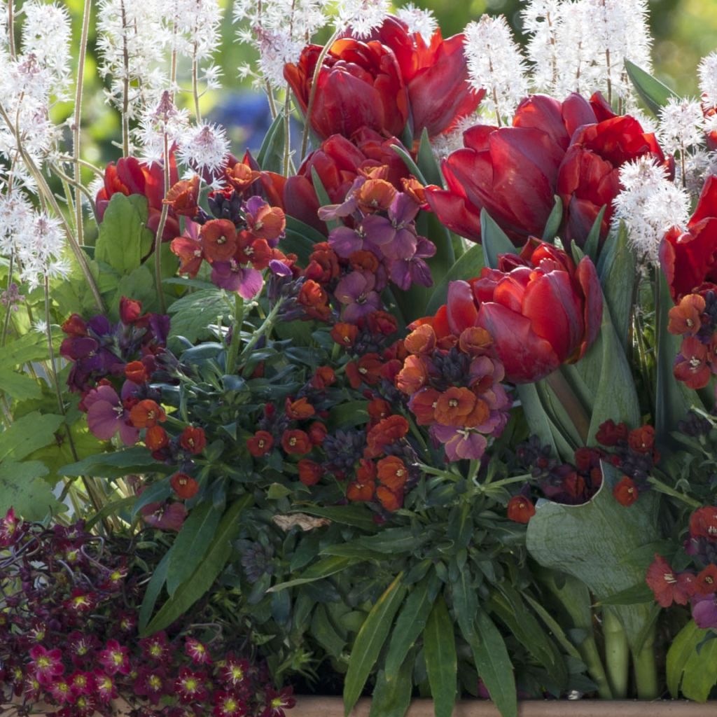 Collection Printemps Rouge Passion
