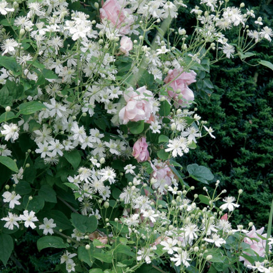  Collection Tonnelle Rose Et Blanc
