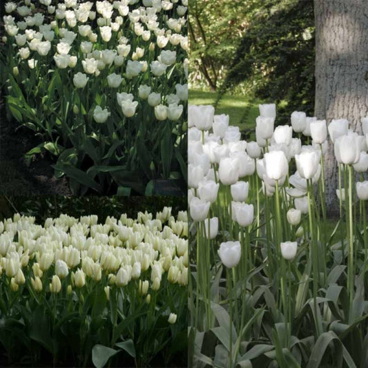 Collection 2 Mois De Tulipes Blanches