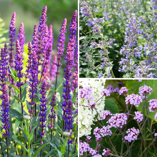  Collection Vivaces Bleu-mauve Pour Le Soleil