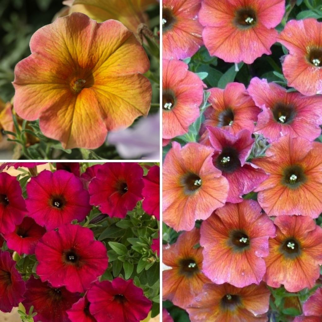  Collection 3 Pétunias Beautical - Petchoa Hybrida