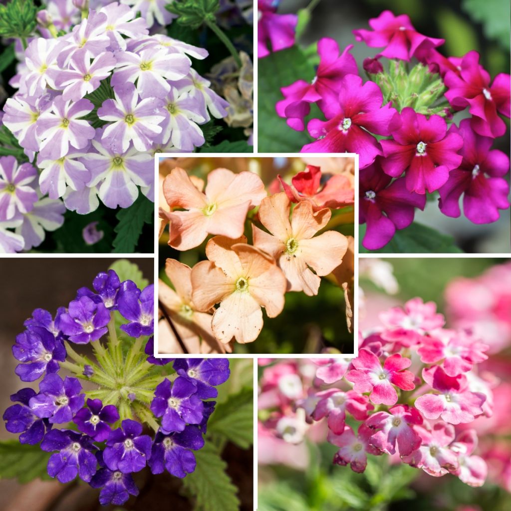  Collection 5 Verveines Assorties Pour Jardinières