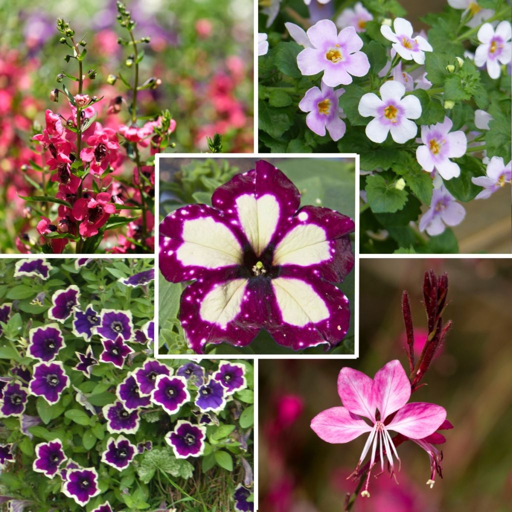  Collection De 5 Annuelles Coloris Viva Magenta
