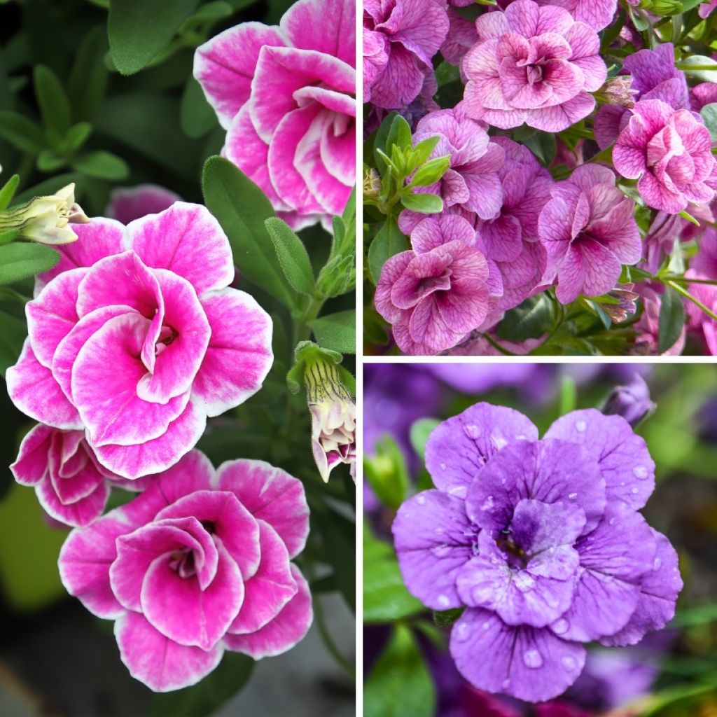  Collection De 5 Calibrachoa Doubles Ou Mini-pétunias