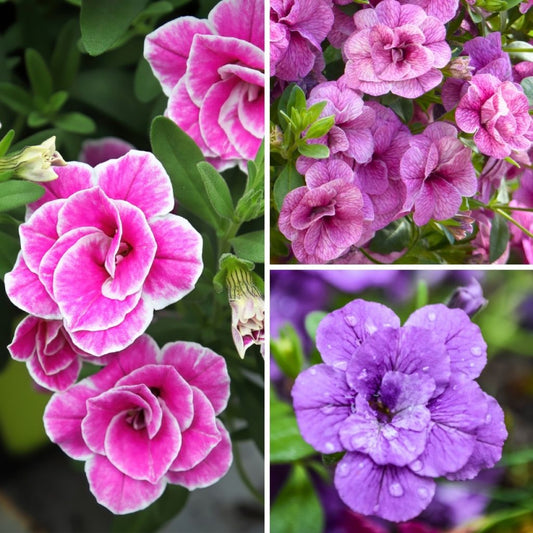  Collection De 5 Calibrachoa Doubles Ou Mini-pétunias