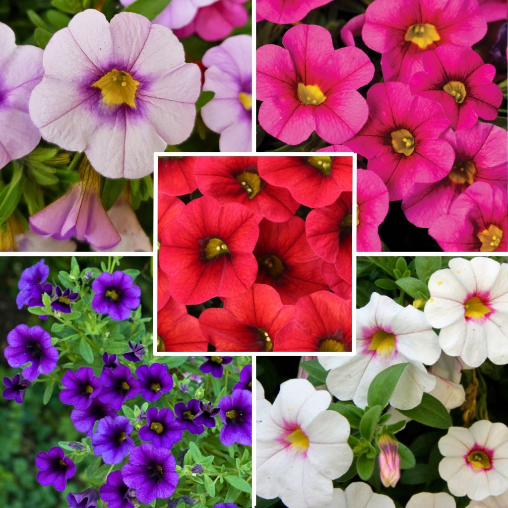  Collection De 5 Calibrachoa Ou Mini-pétunias