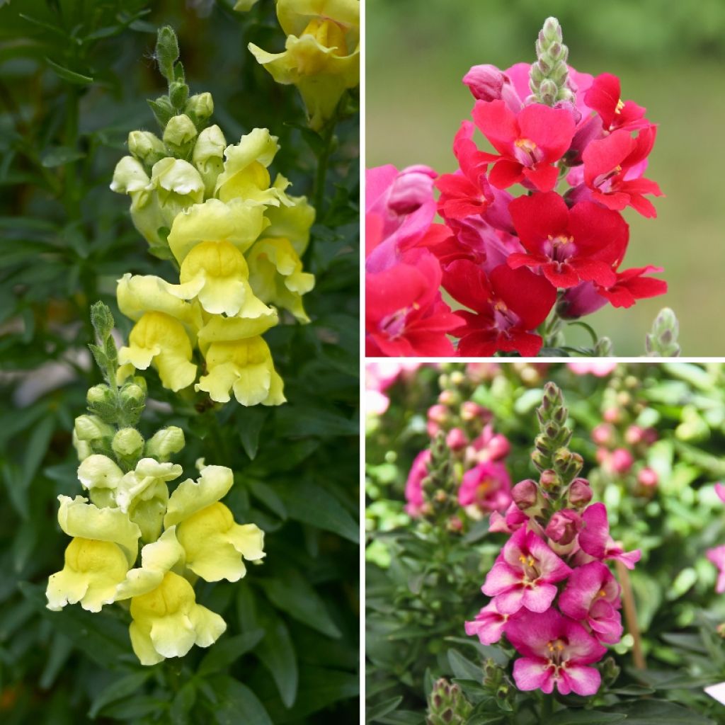  Collection Mufliers Antirrhinum