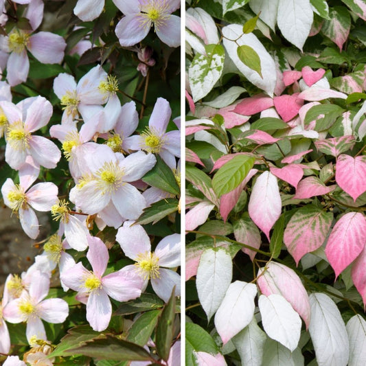  Duo Chic - Clématite Montana Et Actinidia