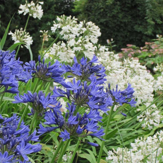  Duo D’Agapanthes Blanc Bleu