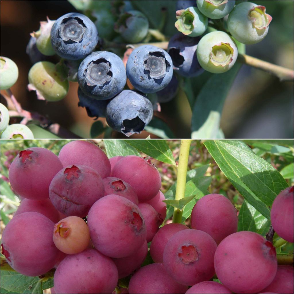  Duo De Myrtilliers Bleu Et Rose