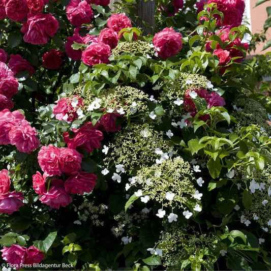  Duo Dentelle - Rosier Laguna + Hortensia Petiolaris
