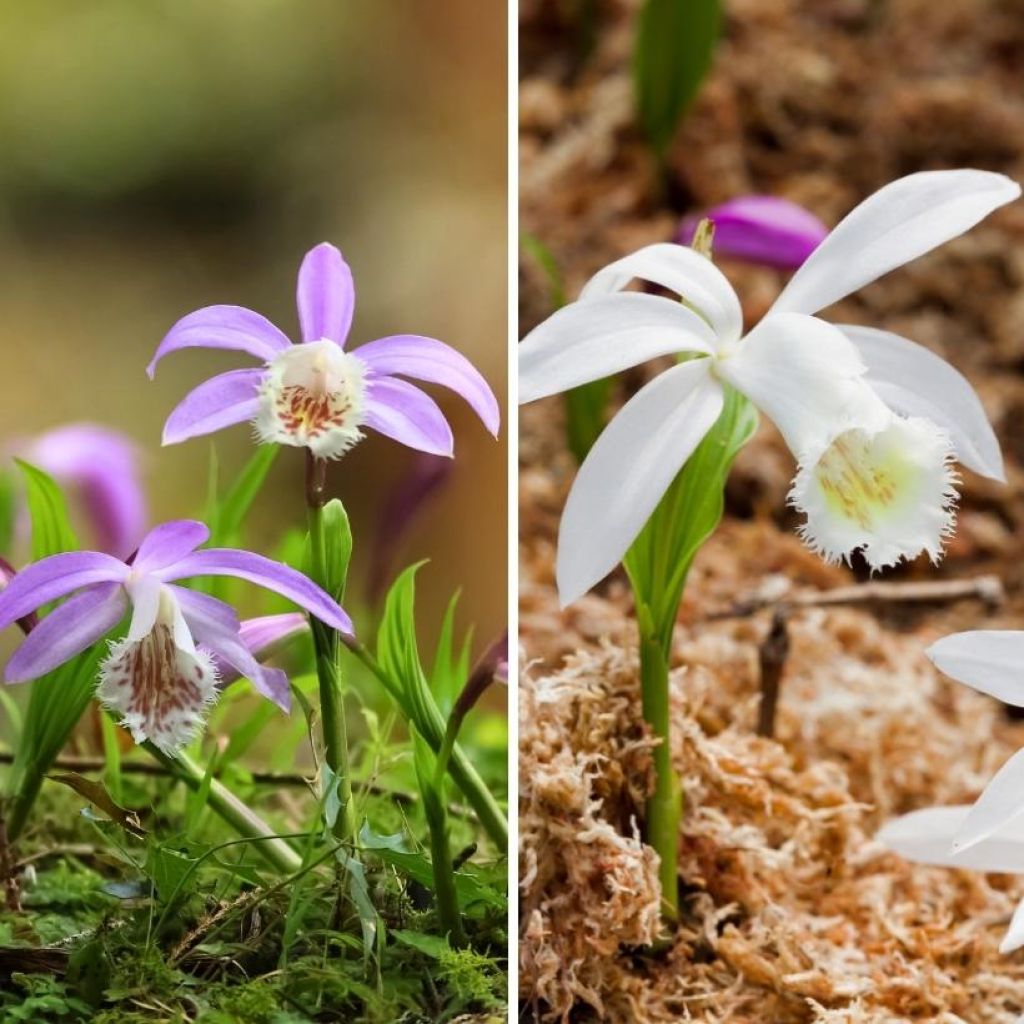  Duo Orchidées De Jardin - Pleiones De Formose