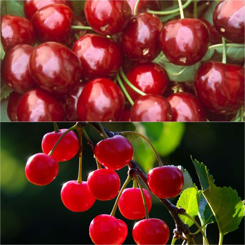  Duo Pollinisateur De Cerisiers En Demi Tige Pour Grands Espaces