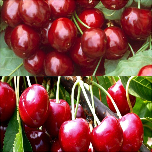  Duo Pollinisateur De Cerisiers Pour Régions Froides En Pots