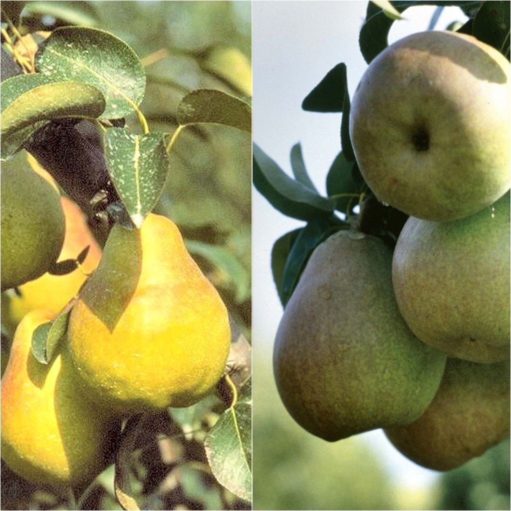  Duo Pollinisateur De Poiriers En Demi Tige