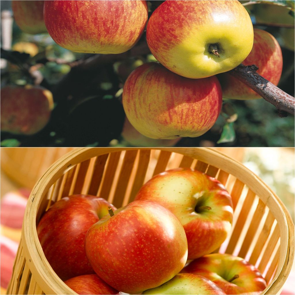  Duo Pollinisateur De Pommes De Table Delbard à Récolte étalée