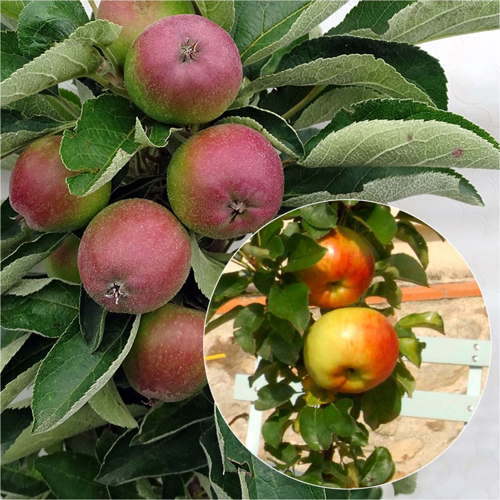  Duo Pollinisateur De Pommiers Colonnaires Pour Petits Espaces