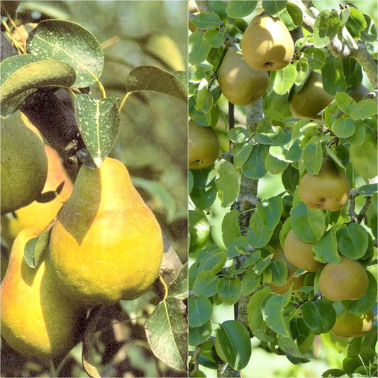  Duo Pollinisateur De Poiriers Bio Pour Une Récolte étalée