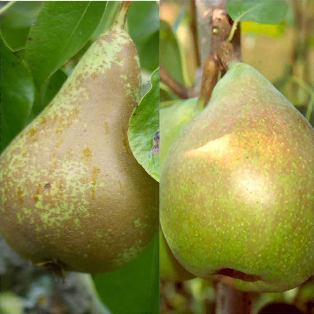  Duo Pollinisateur Pour Des Poires En Septembre
