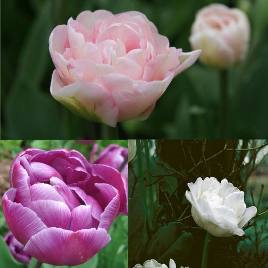  Harmonie Belles De Mai
