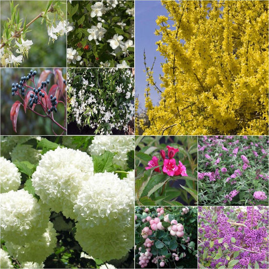  Kit Haie Fleurie Des 4 Saisons éco