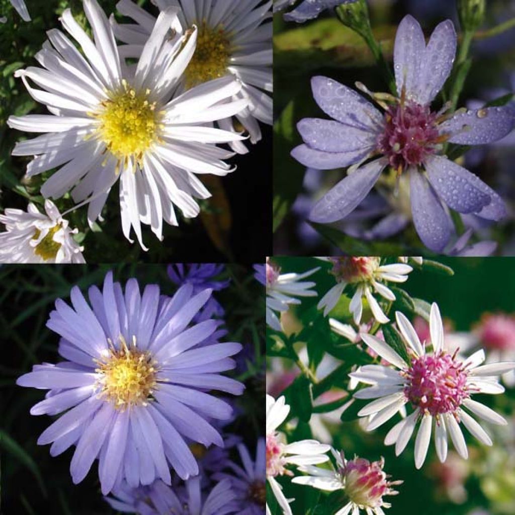  Massif Asters